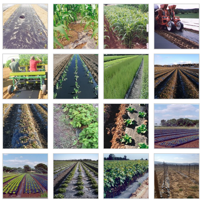 mulching film.png